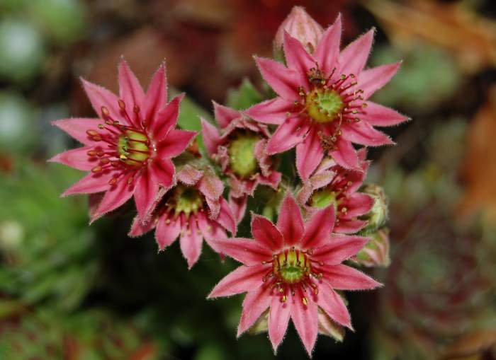 Sempervivum Dachwurz Hauswurz